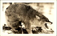 Wolf snarling ~ RPPC real photo postcard ~ Hewitt Photo Shop picture