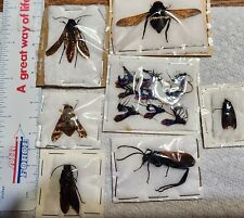 Collection of 15 Mixed Hymenoptera & Diptera from Chile Pepsis Tabanus Wasp Fly picture