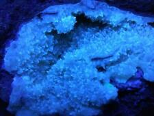 KB: FANTASTIC SW, LW FL. & PHOS. BLUE/WH CALCITE XLS ON MATRIX FROM ITALY picture