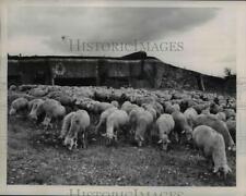 1949 Press Photo Maginot line, sheep - nee22694 picture