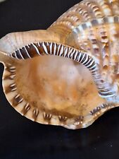 Triton Conch Seashell Trumpeted Shell, Beautiful Markings Large Size, 11” inches picture