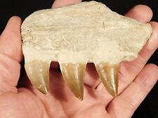 100 Million Year Old Mosasaurus JAW Bone Fossil With THREE Fossil TEETH 96.0gr picture
