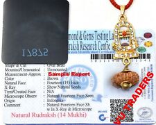14 Mukhi Rudraksha / Fourteen Face Rudraksh Java Bead Lab Certified Size ND3 picture