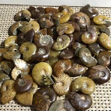 1000g  Natural Ammonite Conch Crystal Specimen Healing 90pcs-120pcs picture