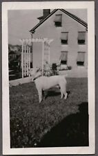 VINTAGE PHOTOGRAPH 1920-50'S FRENCH BULL DOG PIT-BULL TERRIER DOG/PUPPY PHOTO picture