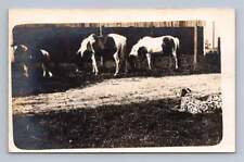White-Maned Ponies & Dalmatian Dog RPPC Antique Horse Photo Postcard 1910s picture