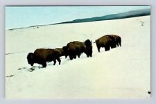 Yellowstone National Park, Bison, Series #150, Antique Vintage Souvenir Postcard picture