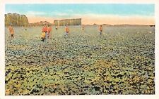 D1439 Farm Workers Harvesting Vegetables in Field Vintage PC Pacific Novelty Co. picture