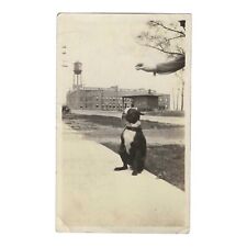 Vintage Snapshot Photo 1920s Boston Terrier Dog Womens Arm From Out Of Frame picture