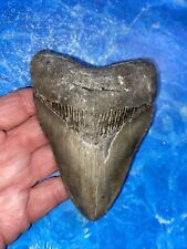 MEGALODON SHARK TOOTH 4.51’’ HUGE TEETH MEG SCUBA DIVER DIRECT FOSSIL NC 7678 picture