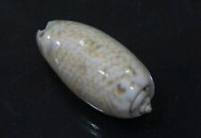 seashell Oliva tricolor 45.9 mm GEM nice olive collection  picture