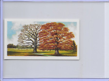 1966 Trees In Britain Common Oak Fagaceae Brooke Bond Tea Card #45 picture