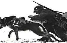 WW2 Picture Photo German soldier with Anti-tank dog  3899 picture