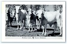 c1950's  Brahma Cattle Frank Philips Ranch Woolaroc Oklahoma OK Vintage Postcard picture
