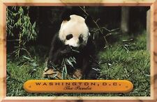 Postcard Panda Bear DC Smithsonian National Zoological Park Washington DC  picture