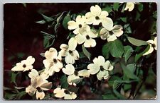 Flowering Dogwood Beautiful Blooms Postcard PM Buffalo NY Cancel WOB Note VTG 1c picture