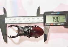 Insect - LUCANIDAE Hexarthrius forsteri nyishi - TIBET - 79mm A1 Male Very Rare picture