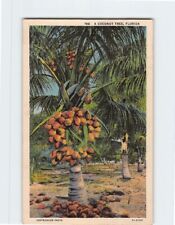 Postcard A Coconut Tree in Florida USA picture