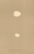 BRITISH BIRD EGGS. Great & Lesser spotted Woodpeckers. MORRIS 1896 old print picture