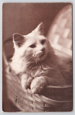 Long Haired White Kitten Cat in Basket 1908 Divided Back Postcard picture