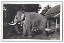 c1940's Male Elephant House Siam Thailand RPPC Photo Unposted Postcard picture