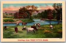 West Upton Massachusetts 1940s Greetings Postcard Cattle Cows Stream picture