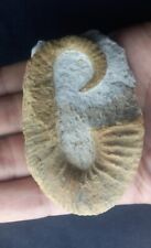 2.7 Inch Heteromorph ammonites from Morocco, Ancyloceras Cretaceous Fossilized picture