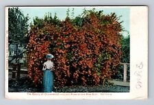 San Mateo CA-California, Beauty Of Glazenwood, Rose Bush Vintage c1905 Postcard picture