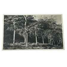 Postcard RPPC Norte Argentino Arboles Maman Northern Argentina Maman Trees B440 picture