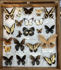 RARE Huge Butterfly Moth COLLECTION Cabinet 1970s-1990s RARE Uganda Malaysia USA picture