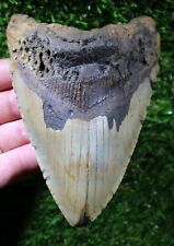 Megalodon Shark Tooth 5.71