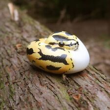 【In-Stock】 Animal Heavenly Body Pastel Pied Ball Python regius Snake Statue picture
