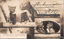 RPPC Rotograph Kittens Meowing House Morning Serenade 1905 photo postcard H440 picture