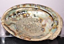 Vintage LARGE ABALONE SHELL, 6.5X 5.0” Seashell Decor Jewelry Smudge Tray picture
