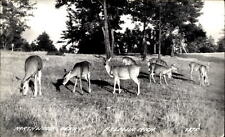 Northwoods Deer ~ Baldwin Michigan MI ~ RPPC real photo postcard picture