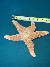 Large Dried Real Taxidermy Starfish Sea Star Specimen Asterias Rubens picture
