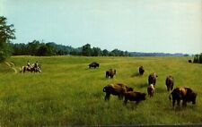 Postcard - Buffalo on Range at Buffalo Ranch, Concord, North Carolina  0639 picture