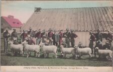 1908 Judging Sheep Agricultural & Mechanical College College Station TX postcard picture