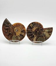 Ammonite Fossil Set,  Prehistoric Fossil, Unique Artifacts, Collectors Item picture