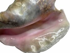 Natural Queen Conch Sea Shell Knobbed Caribbean Large 10x8” picture