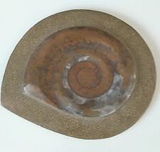 1.5LB  Natural Fossil Snail Agate Fancy Cabochon Gemstones Specimen 7.75