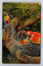 posted linen postcard 5.5x3.5 inches Miami Florida Parrot Jungle picture