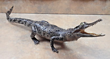 Real Crocodile Taxidermy Rare Specimen Genuine American Gator Taxidermy picture