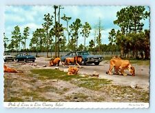 Car tour w/ Lions Pride Lion Country Safari West Palm Beach Florida Postcard C1 picture