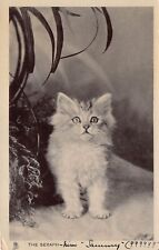 Kitten Cat Studies Long Haired Tucks Antique c1909 Sammy Persian Vtg Postcard S6 picture