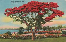 Royal Poinciana Tree Florida FL c.1930's Postcard 2T5-573 picture