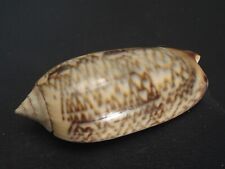 WoW Pattern...OLIVA CONCINNA OLDI~52.2mm/Gem~Indonesia SEASHELL picture