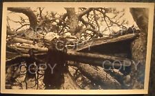 c1900 TREE BURIAL, SKY BURIAL NATIVE AMERICAN SIOUX, UTE, NAVAJO, CROW TRIBES? picture