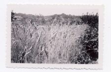 Vintage artistic small photo - wheat field and grass picture
