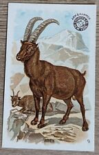 1898 AH900 Church & Co Arm & Hammer Interesting Animals Ibex Trade Card #9 picture